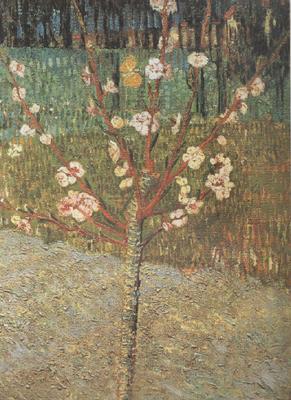 Vincent Van Gogh Almond Tree in Blossom (nn04) Norge oil painting art